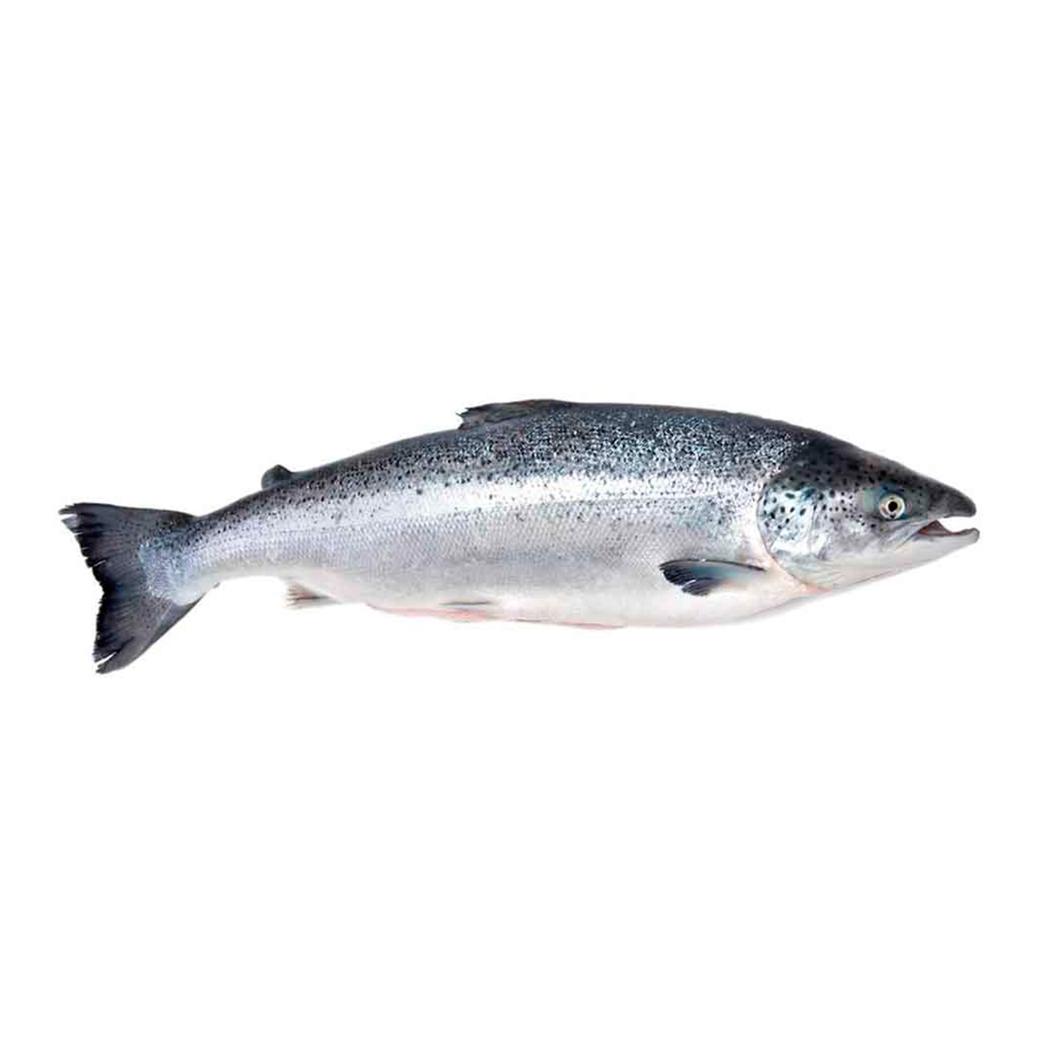 СЕМГА свежемороженая с головой 5-6 кг качество сырья PREMIUM, ЧИЛИ