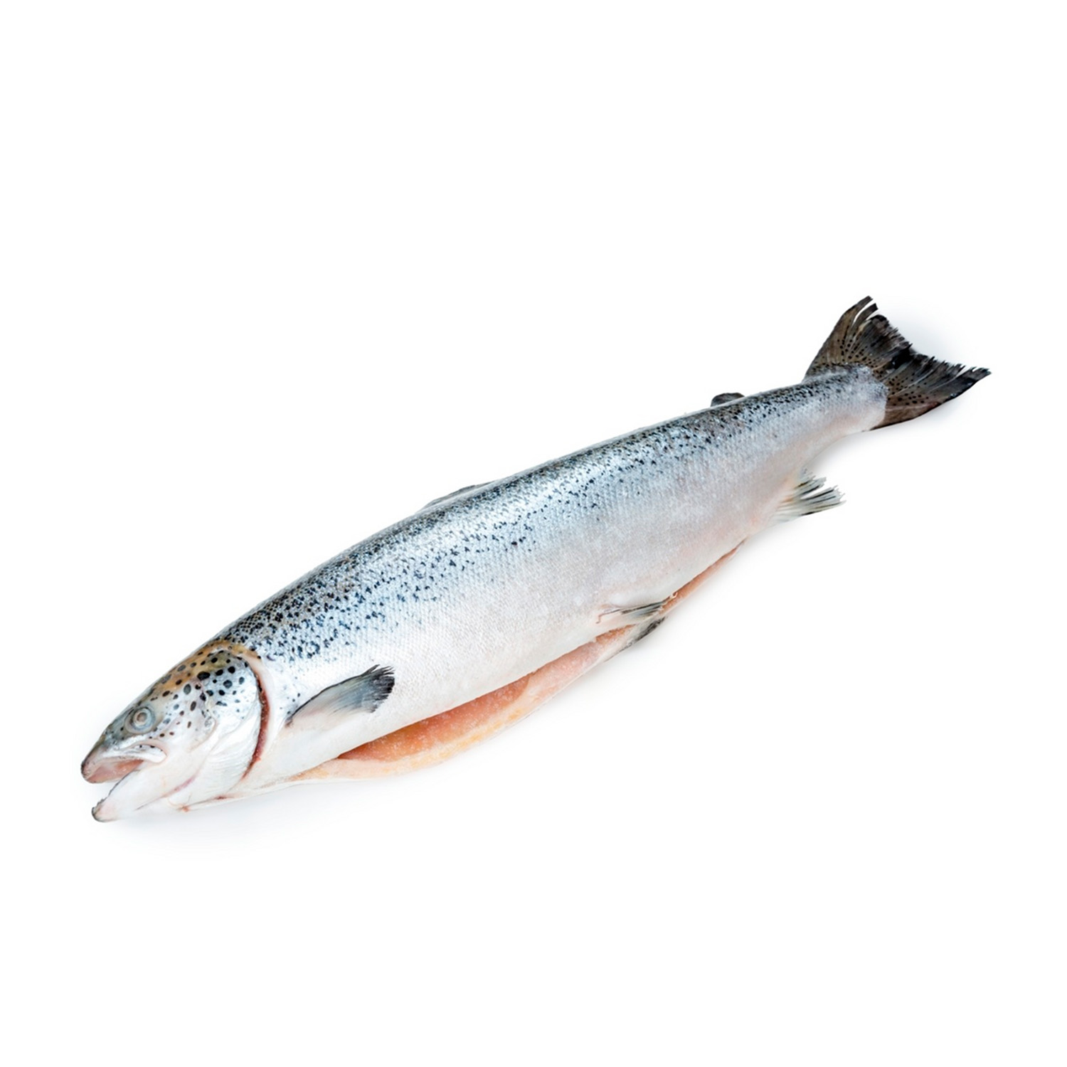 СЕМГА свежемороженая с головой 6-7 кг качество сырья PREMIUM, ЧИЛИ