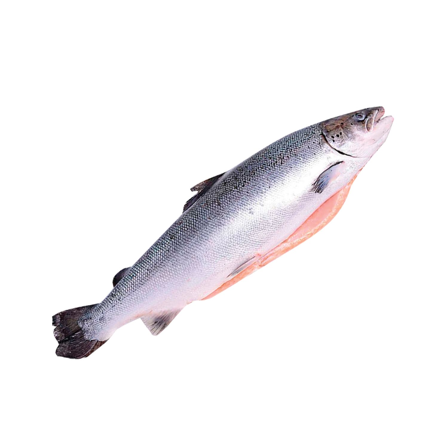 СЕМГА свежемороженая с головой 5-6 кг качество сырья PREMIUM, ЧИЛИ